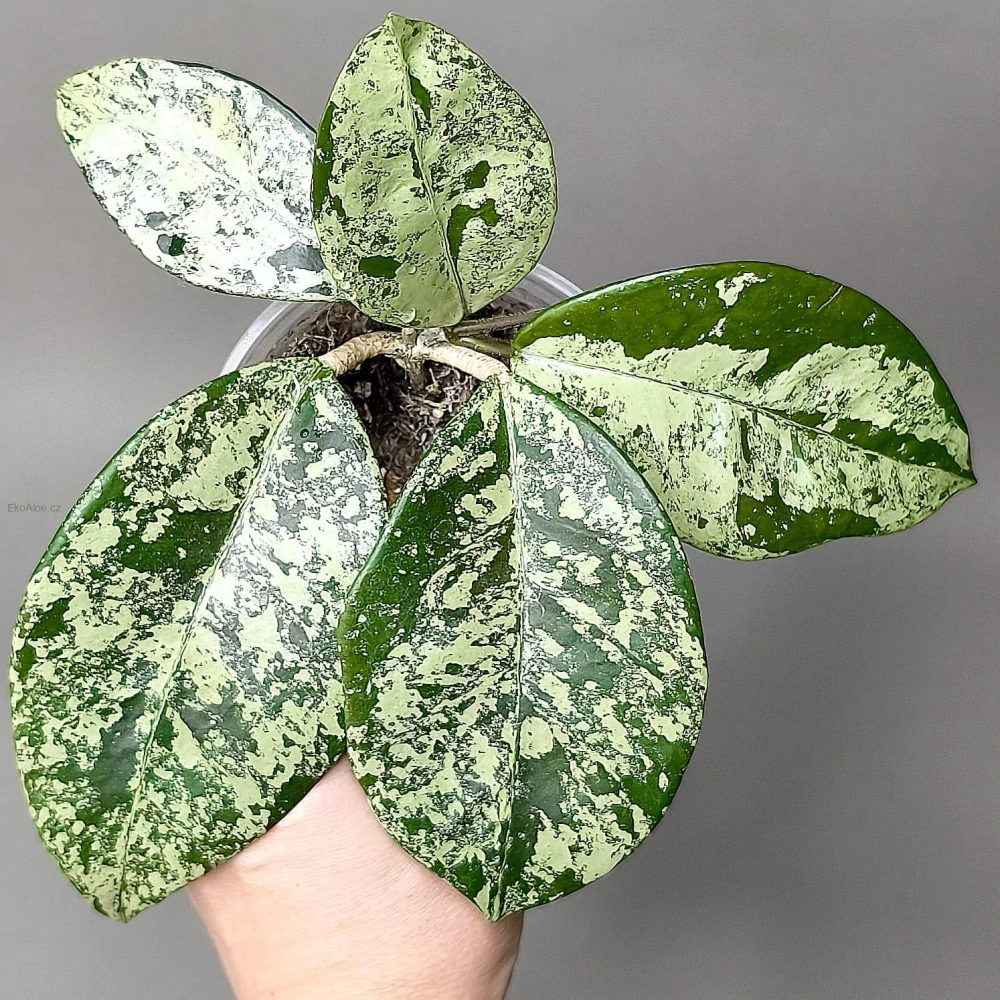Hoya carnosa Freckles