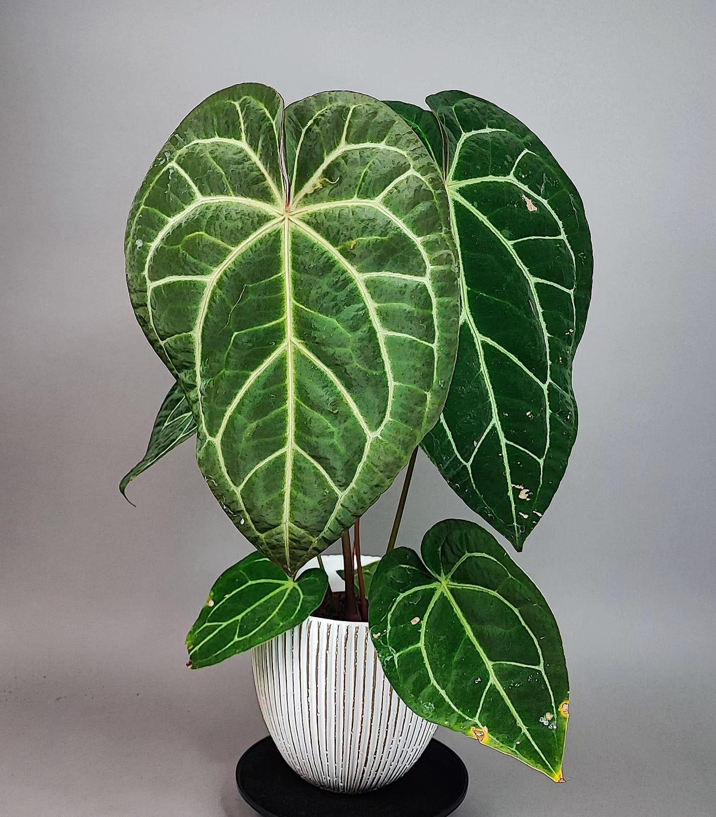 Anthurium Regale x Crystallinum XL | Ekoaloe.cz