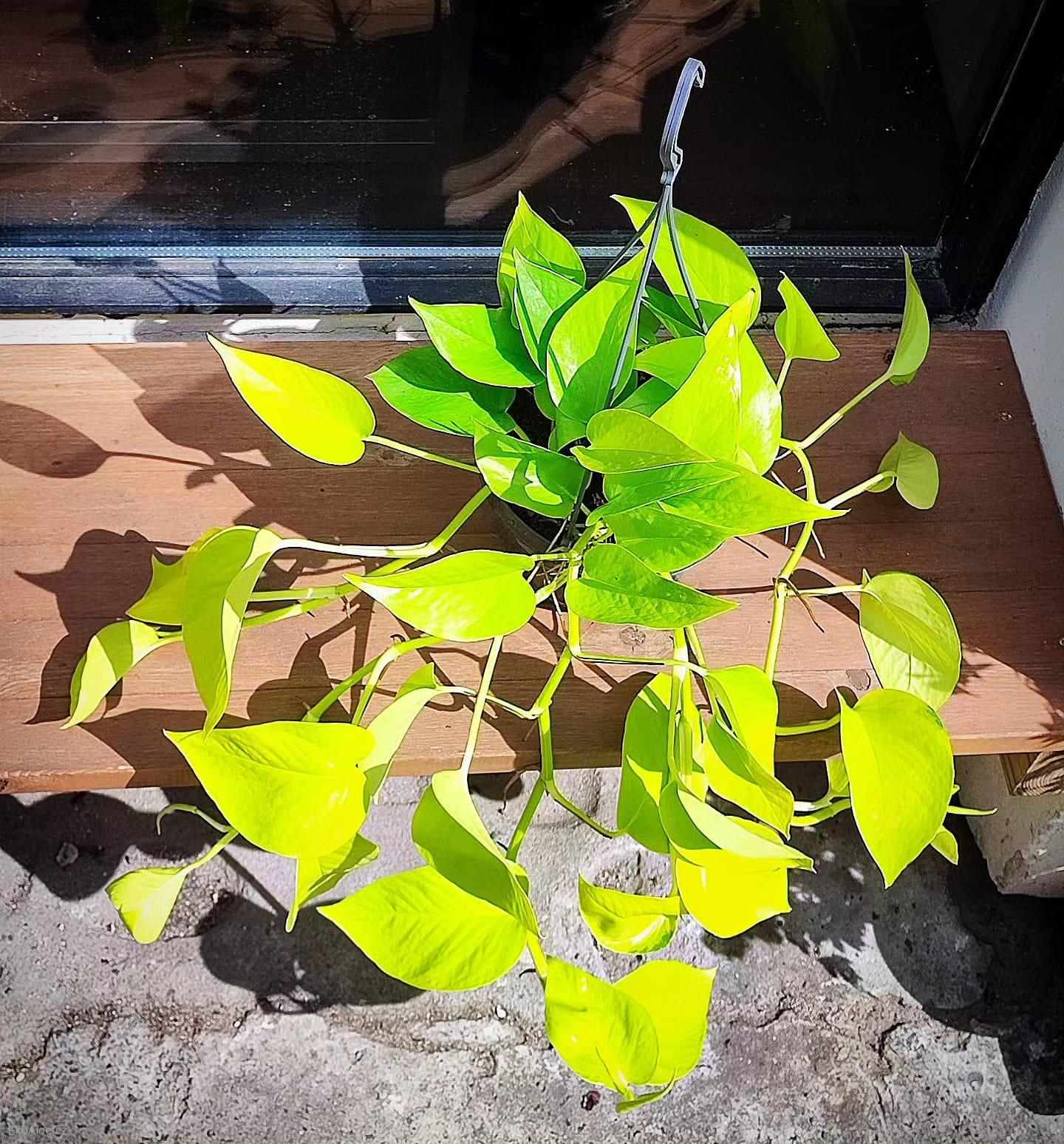 Epiprrmnum aureum Neon XL