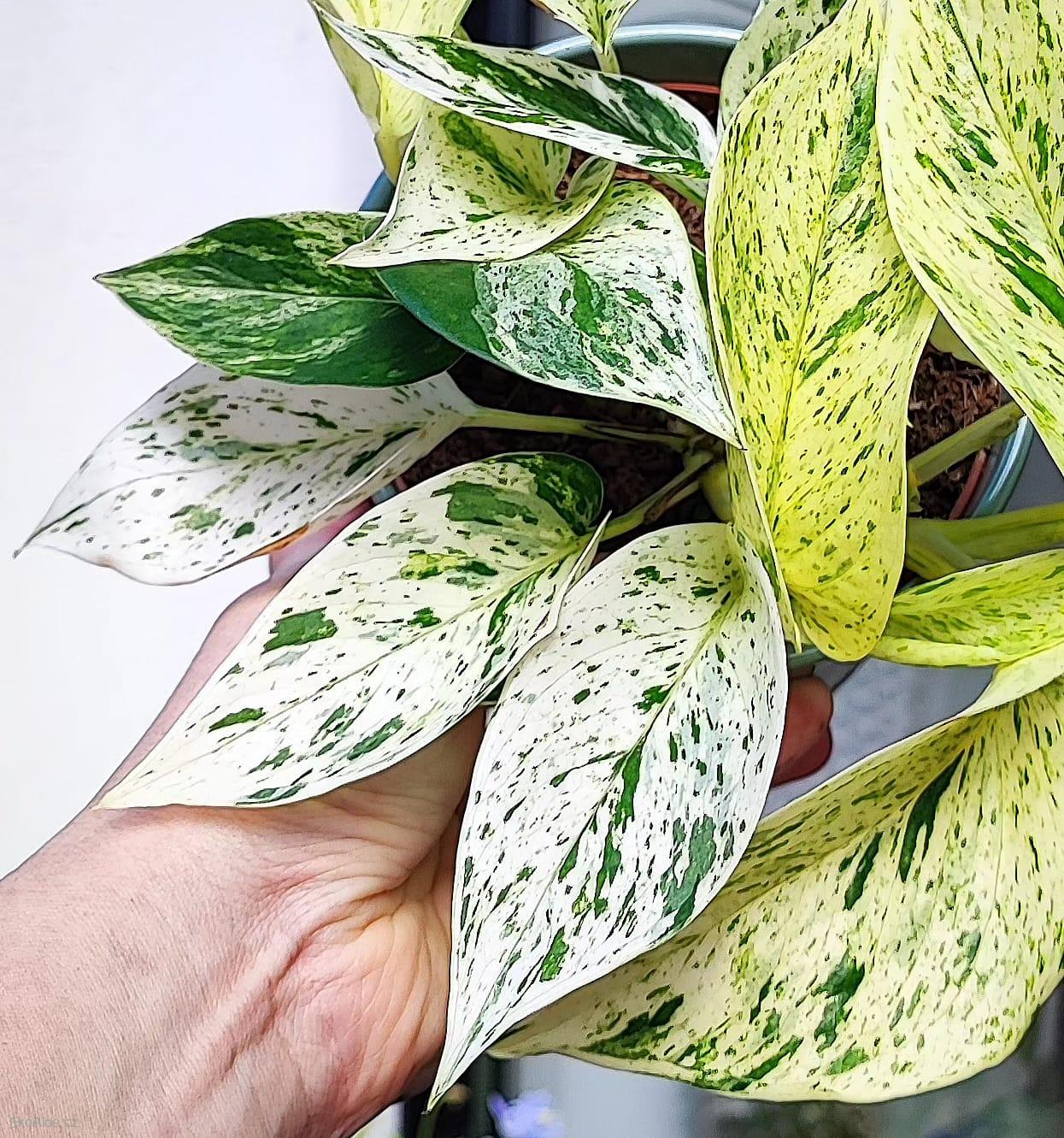 Epipremnum aureum Snow Queen