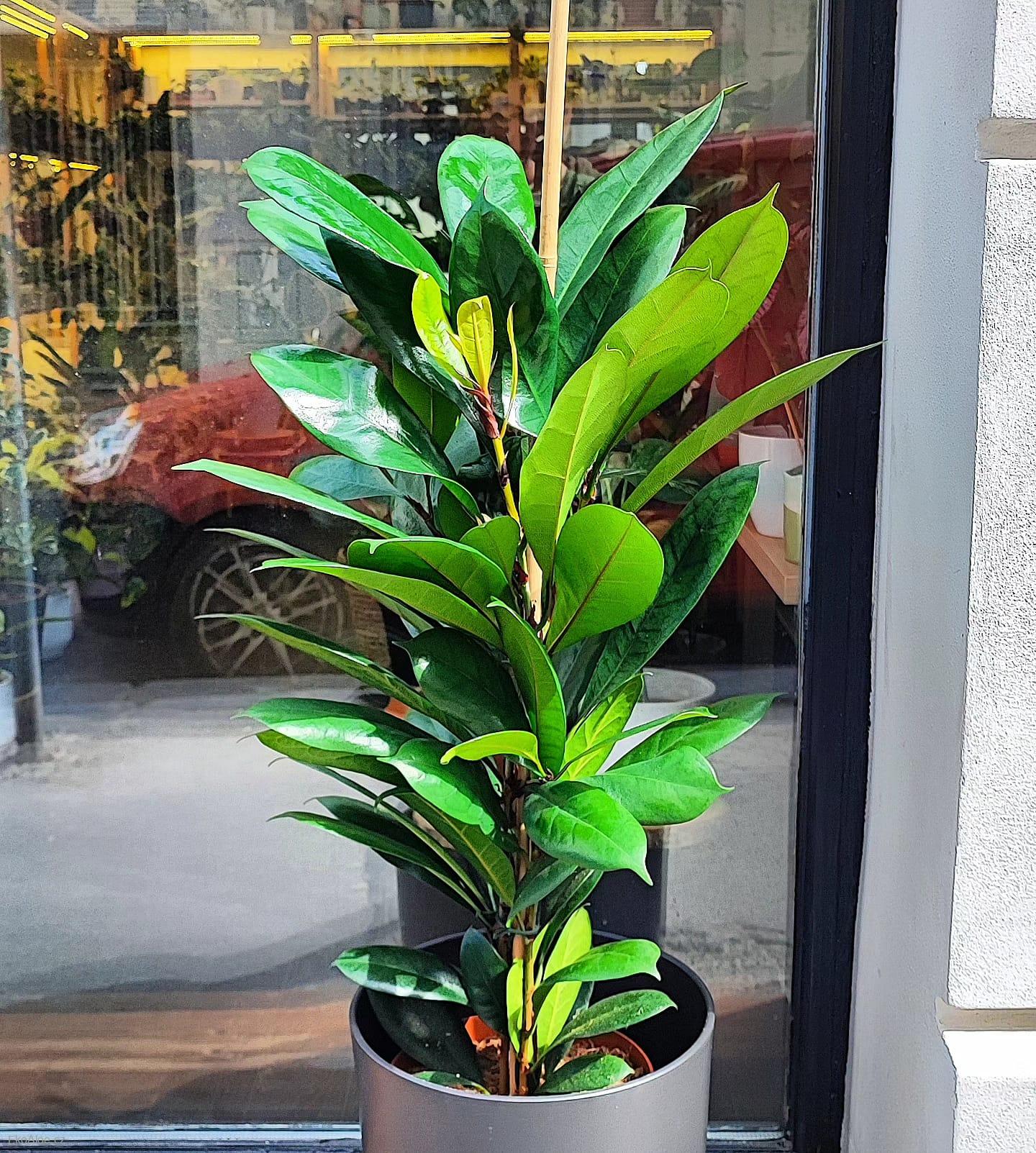 Ficus cyathistipula