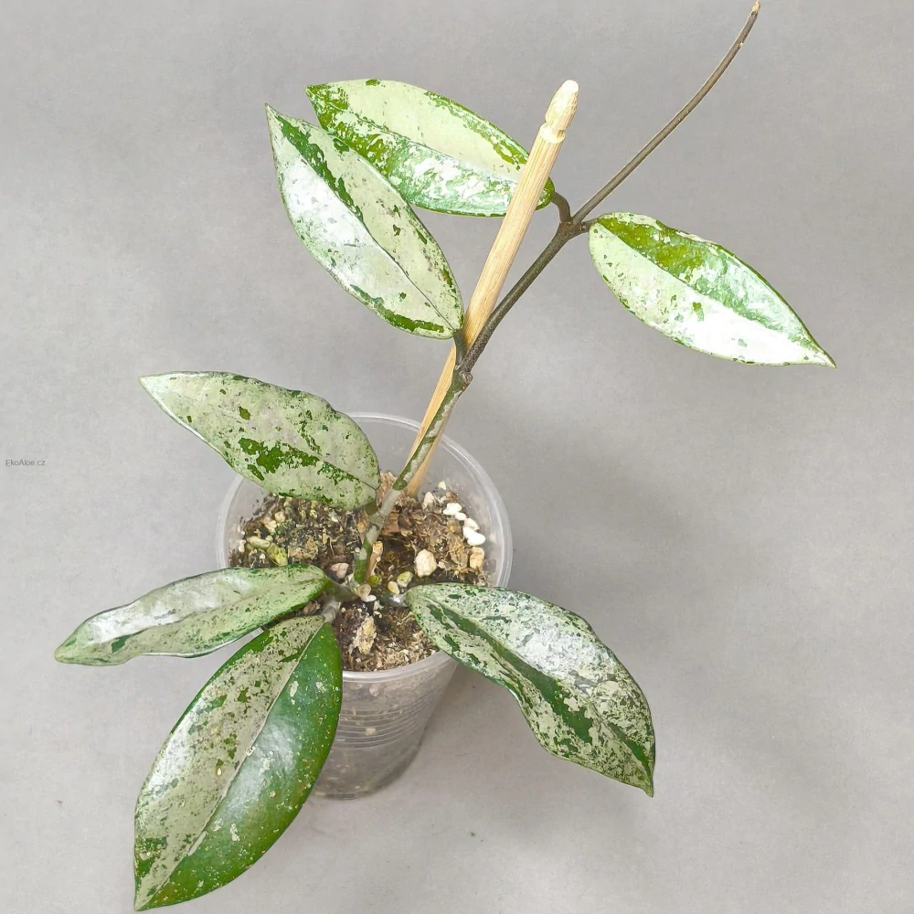 Hoya carnosa Wilbur Graves China