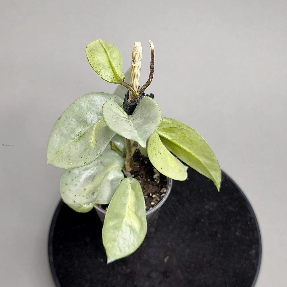 Hoya carnosa Argentea Princess