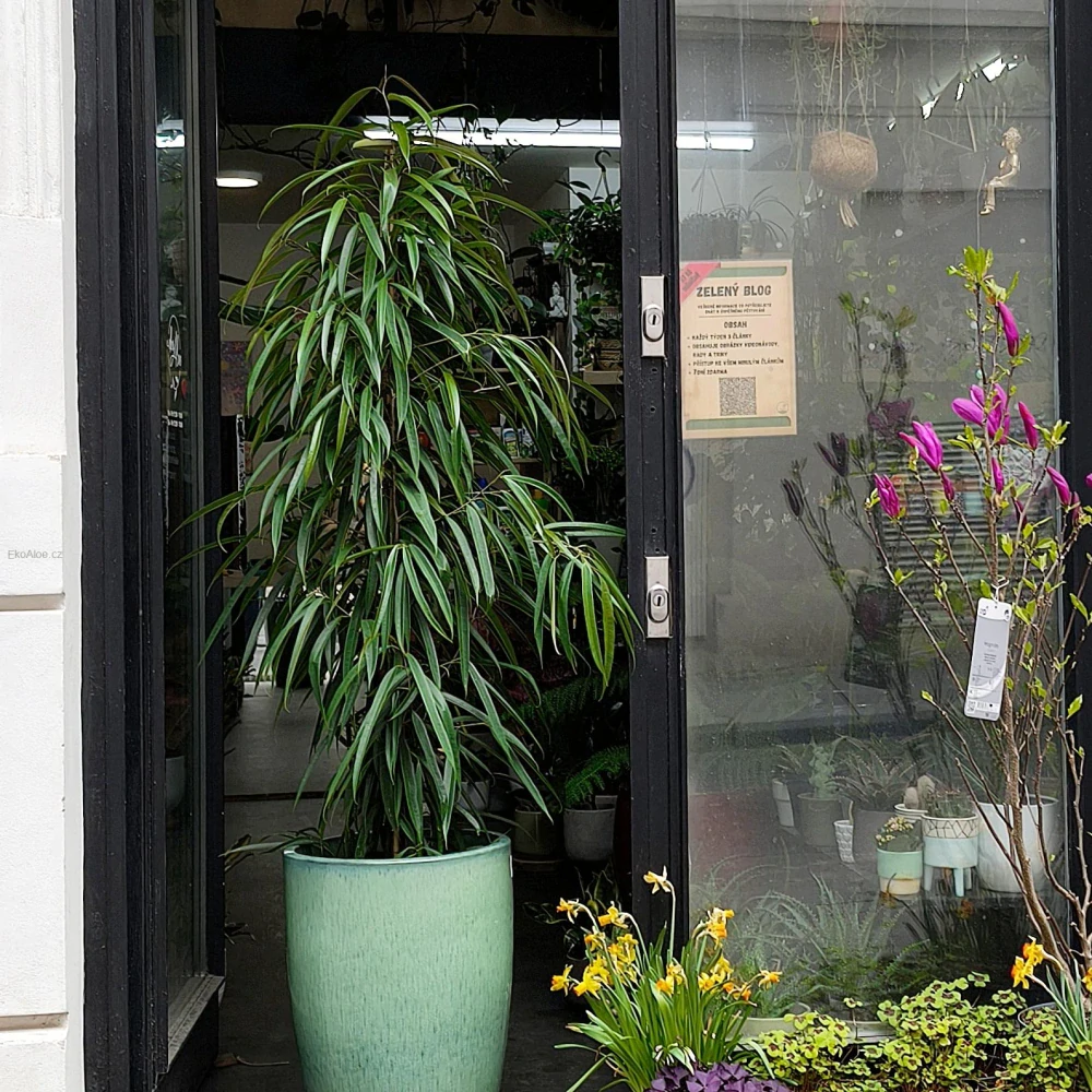 Ficus binnendijkii Alii XL