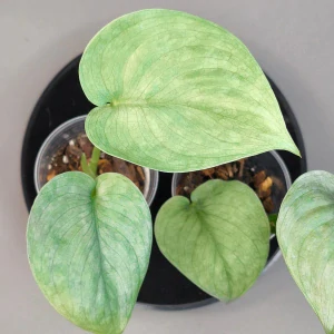 Scindapsus pictus Silver Hero
