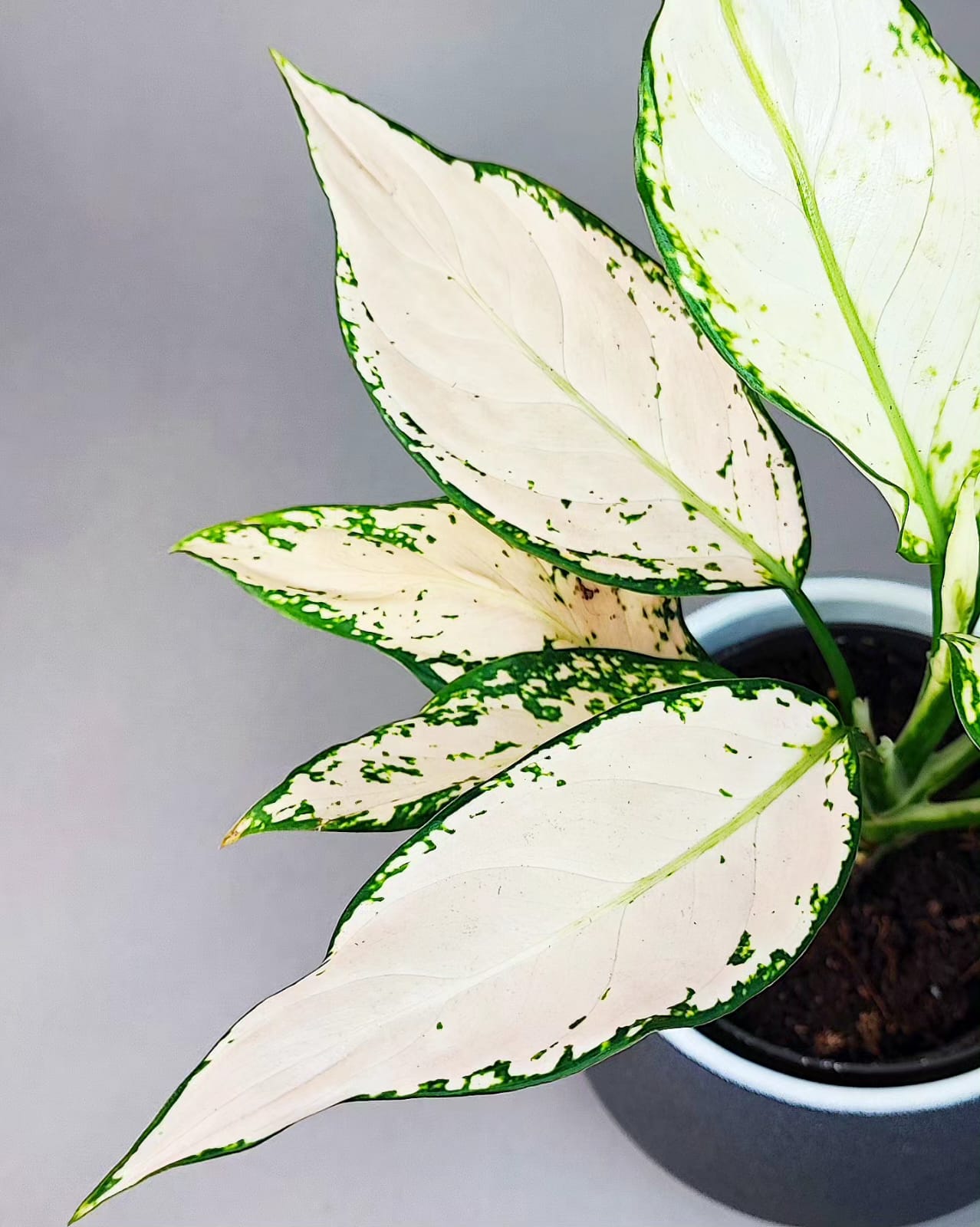Aglaonema commutatum Vanilla Joy