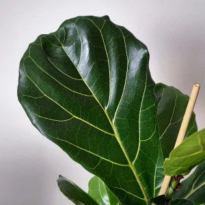 Ficus Lyrata L