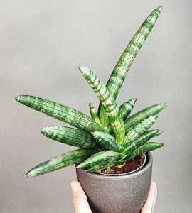 Sansevieria cylindrica Boncel