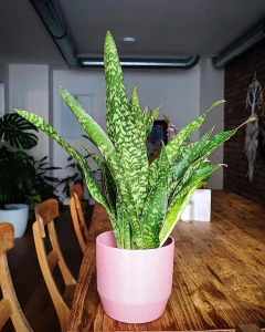 Sansevieria Jaboa