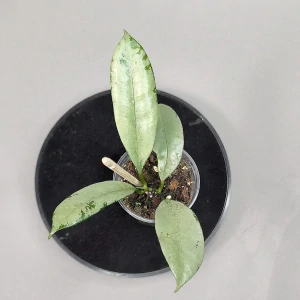 Hoya Griffithii silver