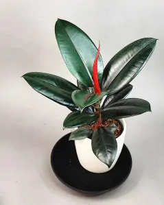 Ficus elastica Burgundy