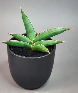 Sansevieria Almond Silver