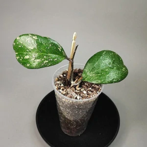 Hoya cv Michele