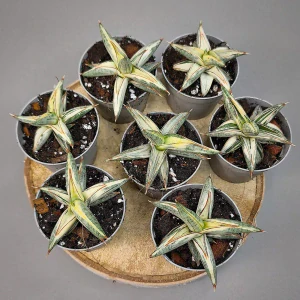 Sansevieria ‚Blue Clone‘ white variegated