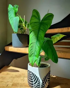 Philodendron sharoniae