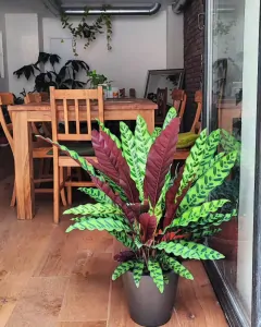 Calathea lancifolia XL