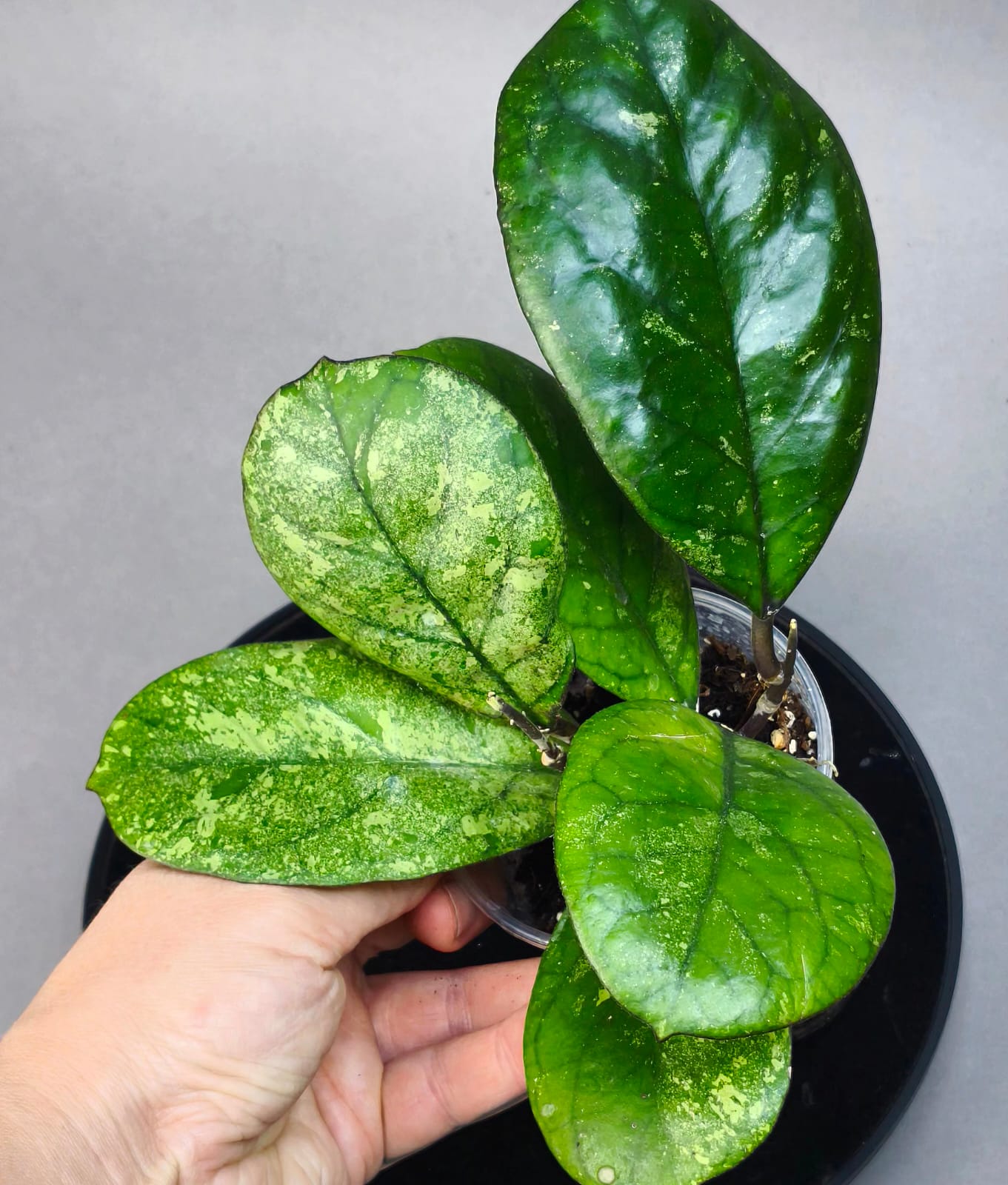 Hoya patcharawalai seelding silver splash