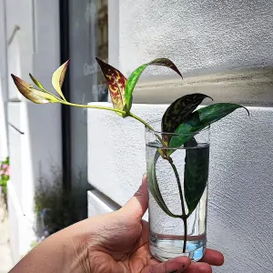Aeschynanthus marmoratus řízek k zakořenění