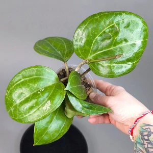Hoya Sarawak Pink