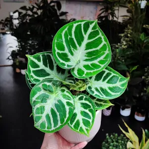 Anthurium dorayaki x silver blush