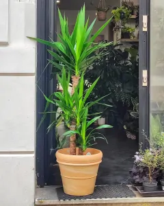 Yucca elephantipes (Juka obrovská)