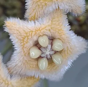 Hoya chewiorum