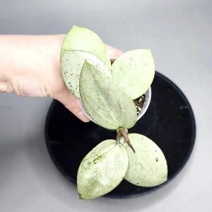 Hoya Verticillata Silver