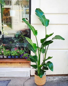 Strelitzia Nicolai 150-160cm