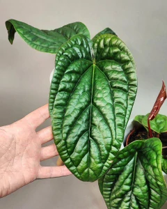 Anthurium Luxurians x Radicans