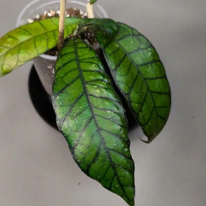 Hoya sp. UT 158