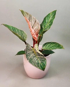 Philodendron Pink Bikini