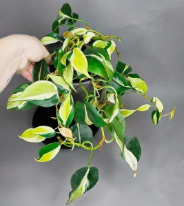 Philodendron Hederaceum Rio