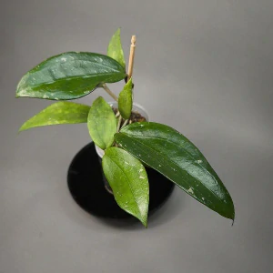 Hoya Rigida giant