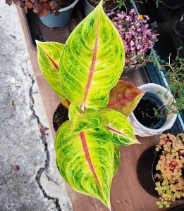 Aglaonema Iguana red