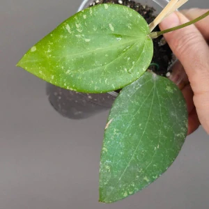 Hoya Glabra black margin