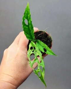 Monstera Obliqua Peru Mini Rostlinka