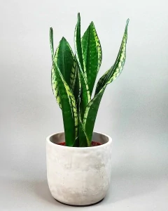 Sansevieria trifascinata Silver Flame
