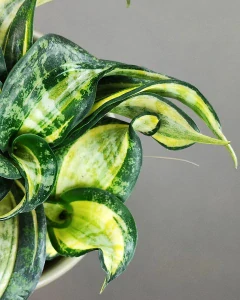 Sansevieria Hahnii Twirl Star