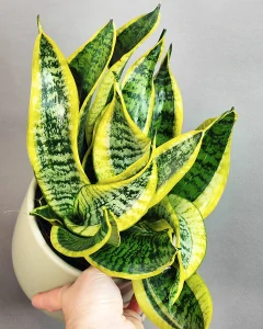Sansevieria trifasciata Dragon Tongue