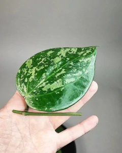 Hoya Macrophylla Snow Queen řízek k zakořenění