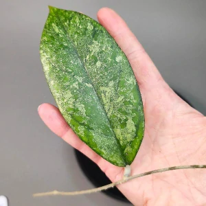 Hoya sp. Bahoi silver řízek k zakořenění