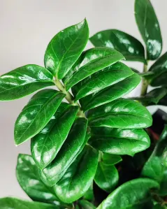 Zamioculcas Zenzi