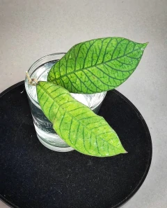 Hoya sp. Sabah EPC-961 řízek k zakořenění