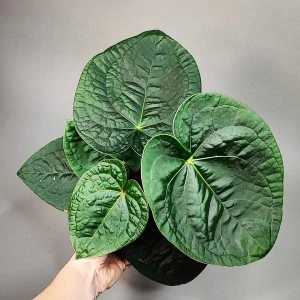 Anthurium Magnificum x Luxurians