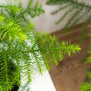 Araucaria heterophylla. Blahočet ztepilý