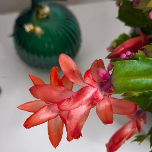 Šlumbergera orange