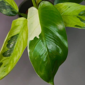 Philodendron Jose Buono