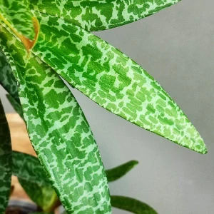 Ledebouria socialis