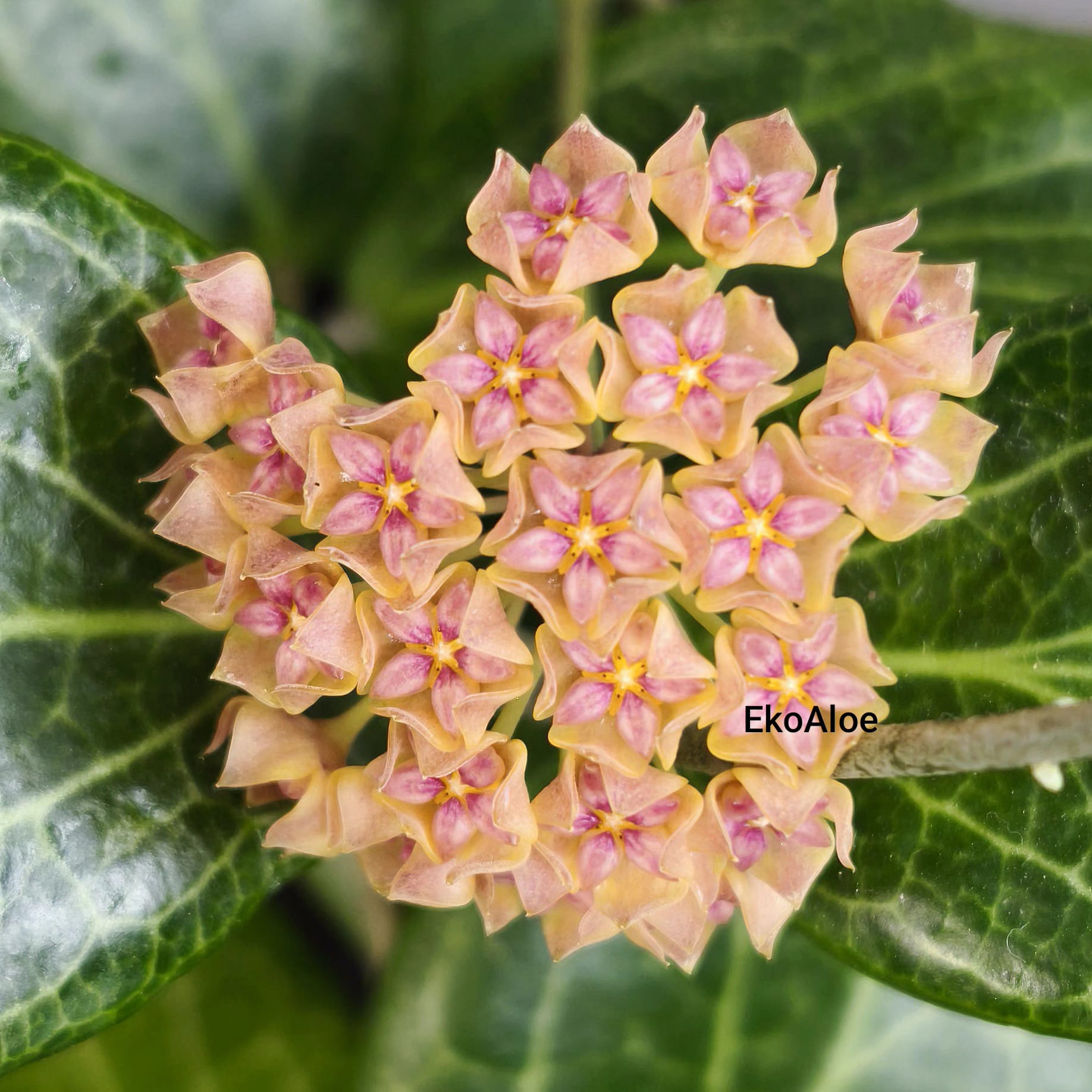 Hoya fitchii