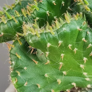 Euphorbia enopla f. cristata